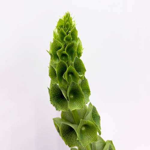 モルセラアップ Moluccella CU